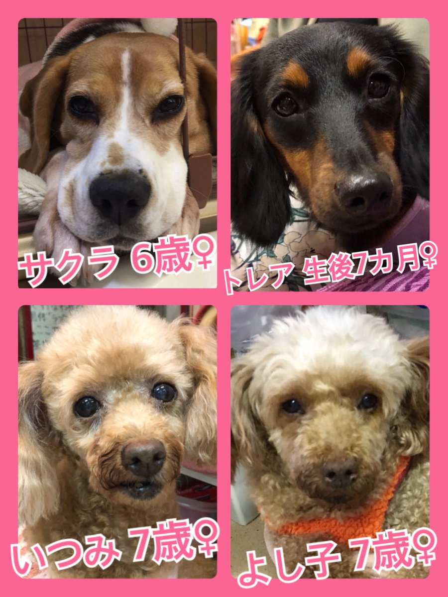 🐾今日の里親様募集中ワンコ🐶メンバーです🐾2019,11,8
